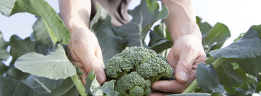 brocoli_recettes_voltz_maraichage