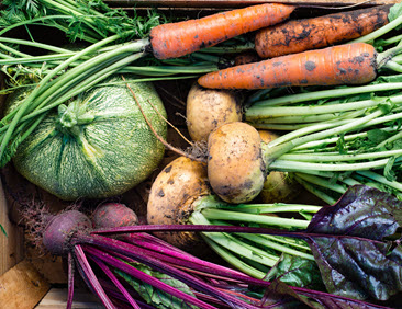 Semences Conventionnelles